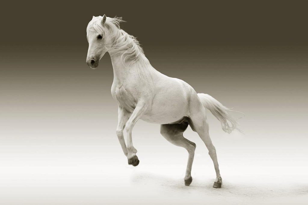 Sonhar com cavalo branco: - abstracta - Filosofia, Sociologia e Psicologia